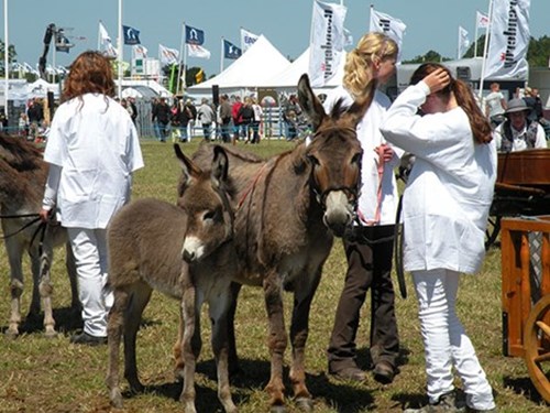 Æsel2
