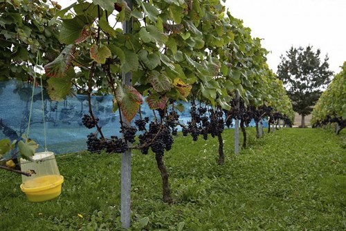 Vinmark 2020 3 1024X683 (002)