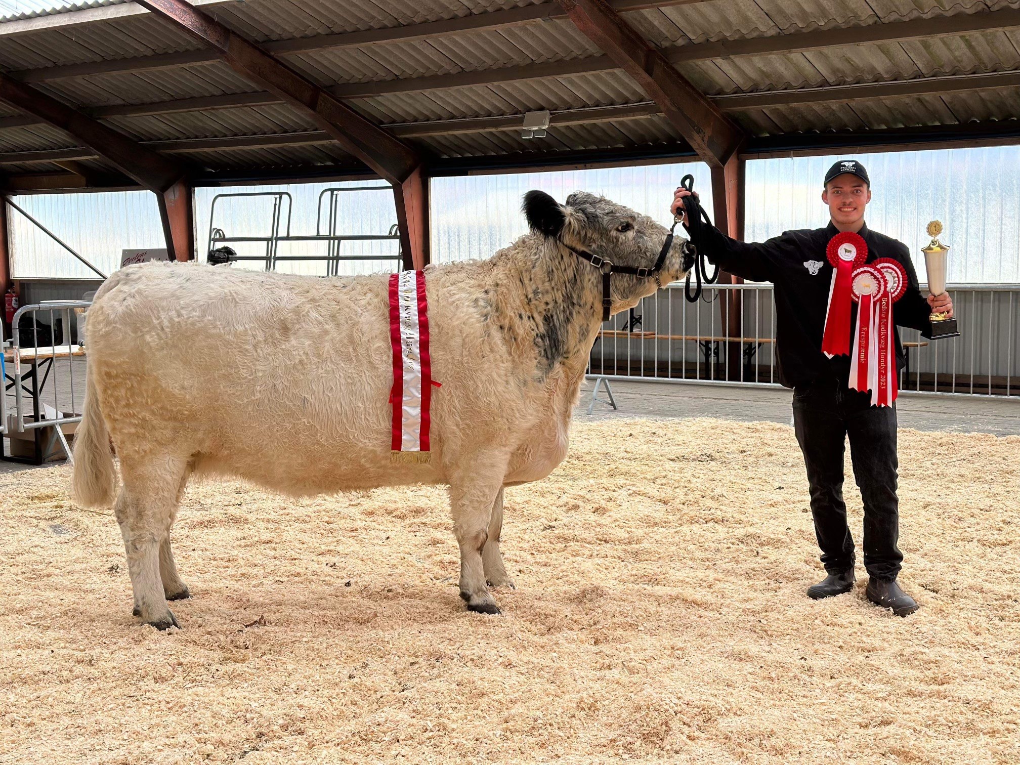 Dalbjerg Rasmine. 24p. Ærespræmie - Bedste Galloway. Vinder af interbreed Roskilde efterårsdyreskue 2023.  Anders Dalbjerg