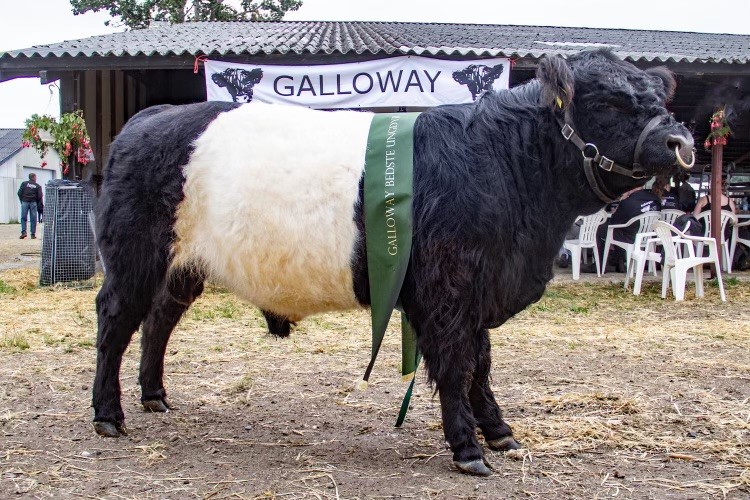 Dalbjerg Dallas. 23p. Ærespræmie. Bedste ungdyr Roskilde 2023