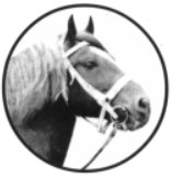 Avlsforeningen den jyske hest