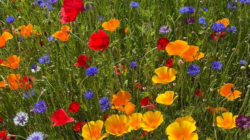 Blomsterfrø