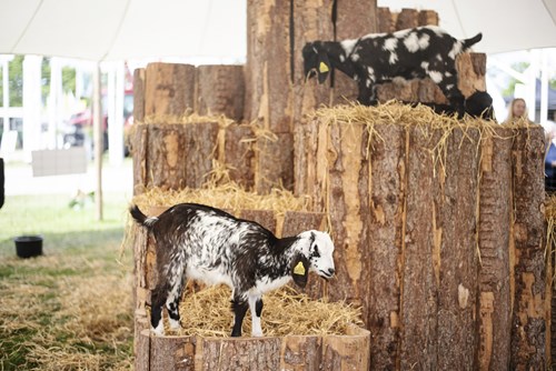 DSC5790 Foto Jakobvind