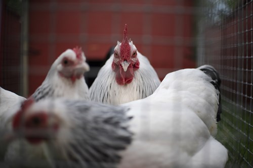 DSC4783 Foto Jakobvind (1)